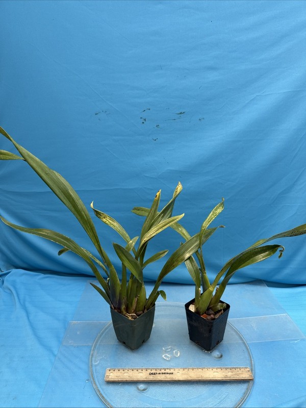 Brassada Memoria Bert Fields BS New Division Orange Spotted Orchid Hybrid 4” Pot gallery