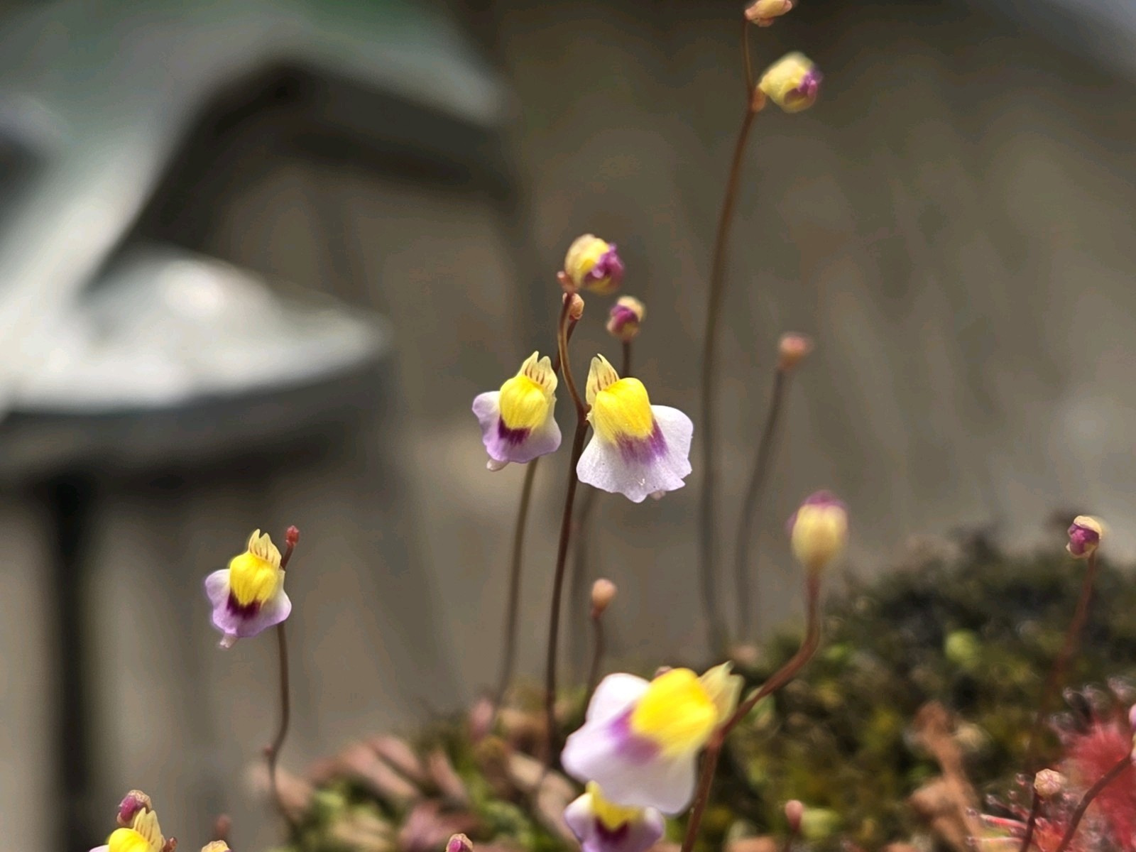 CARNIVOROUS PLANT 4 PACK- LIVE-UCI (Sundews And Bladderworts) gallery