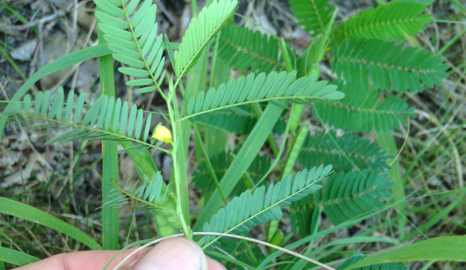 2025 Wild Sensitive Plant Chamaecrista nictitans 30+ Seeds Long I NY Wildflower gallery