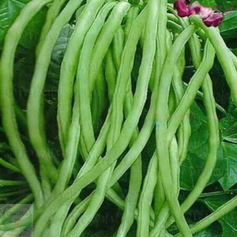 Yardlong Bean, Asparagus Bean, Snake Bean, Chinese Long Bean SEEDS | Non-GMO gallery