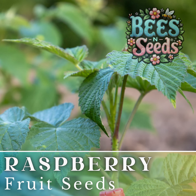 Zenith Raspberry Seeds 125, 300, 750 Seeds Fruit Seeds, Non GMO, Bulk Seeds gallery