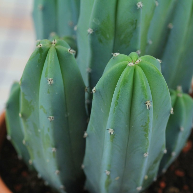 Myrtillocactus geometrizans (Blue Candle) Cactus Seeds (100 Seeds) gallery