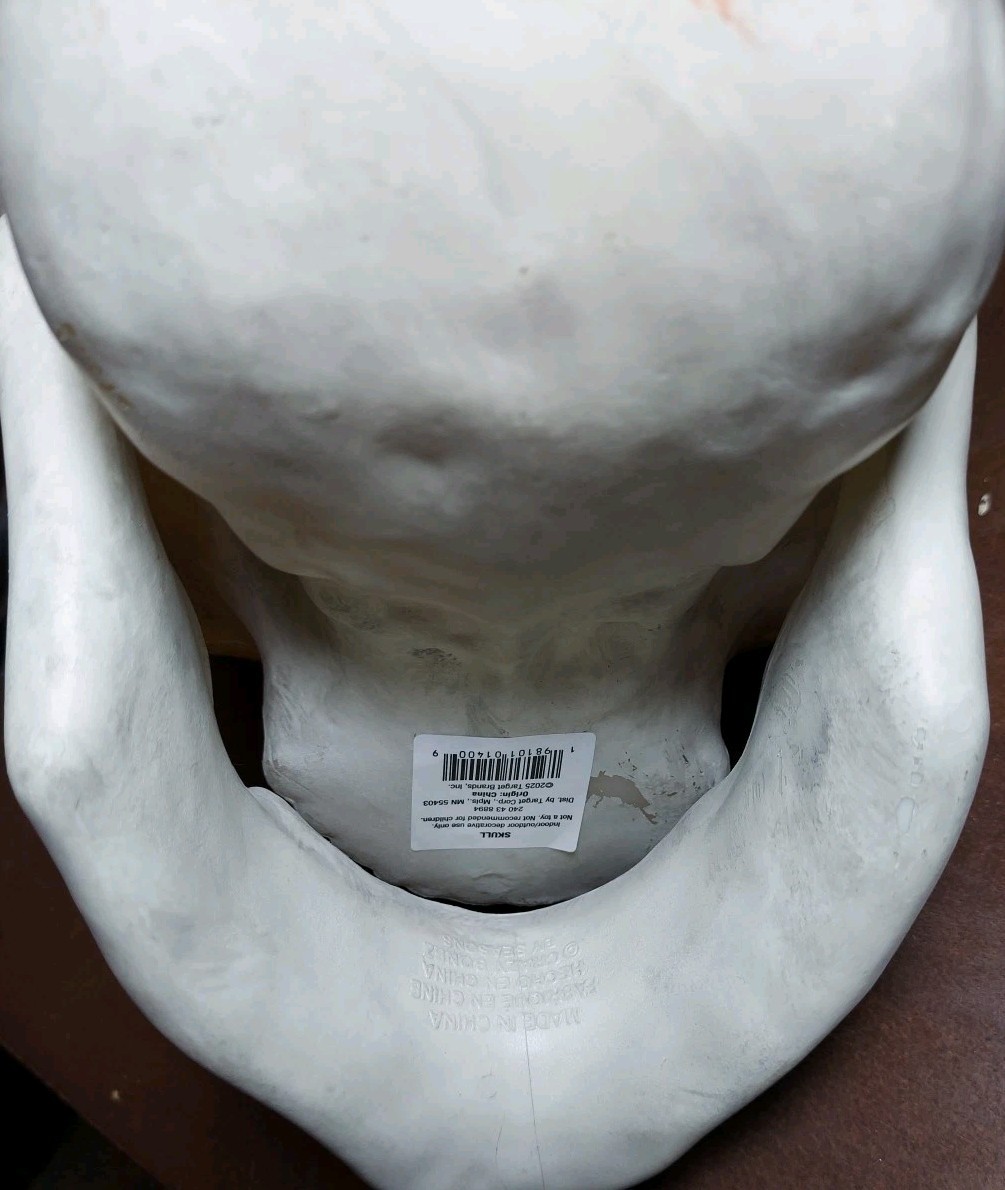 Large Skull By Hyde & Eek Boutique W/ Hinged Jaw Indoor/ Outdoor NWT - 10” Tall gallery