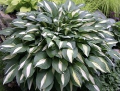 Potted Hosta ‘White Bikini’ Plant 1qrt. STRIKING color Contrast, Clean + Vibrant