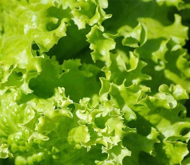 4000+ Lettuce Seeds - Leaf - Grand Rapids, Heirloom, non-GMO Seeds gallery