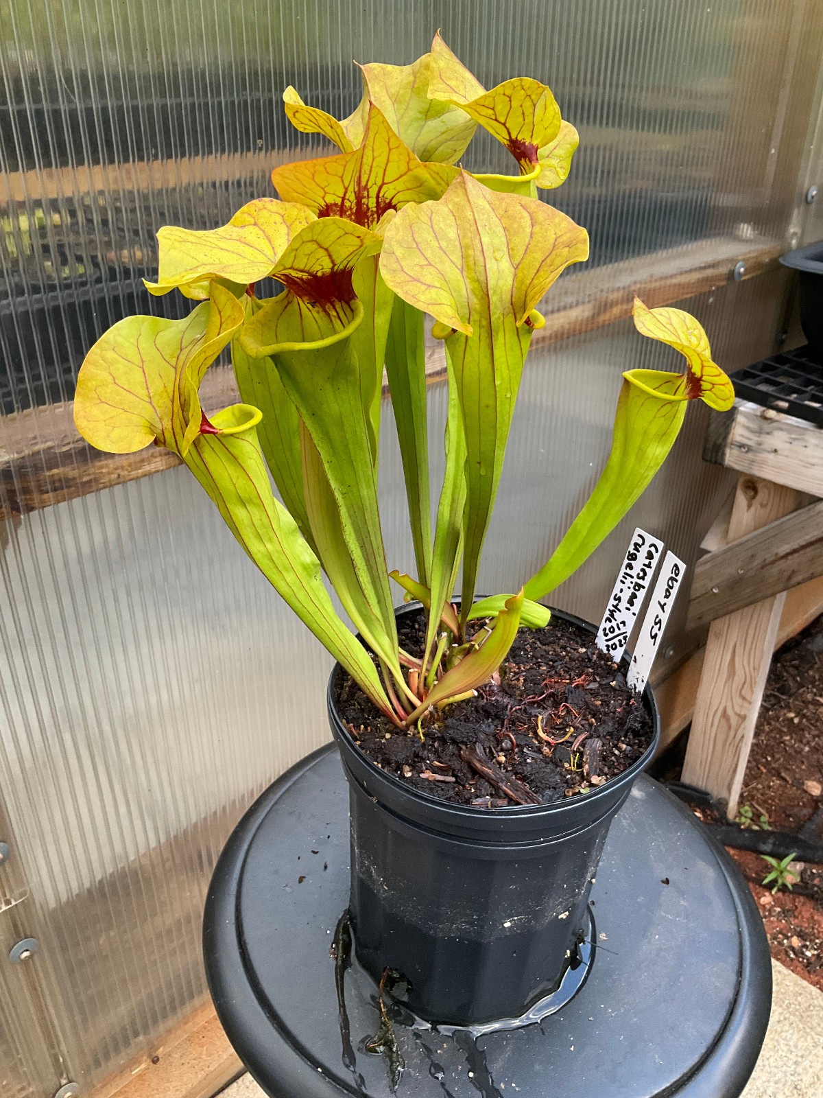 Sarracenia x Catesbaei Rugelii Style Gallon Exact Plant, 2 GP, Big Lid Pitchers gallery