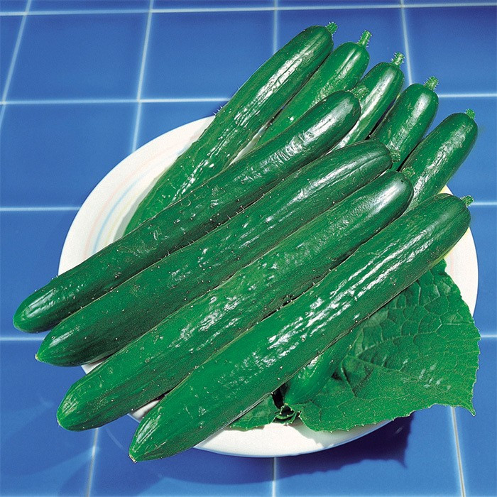 100+ Southern Delight Cucumber Seeds -- Japanese -- Large Yields----------- RARE gallery