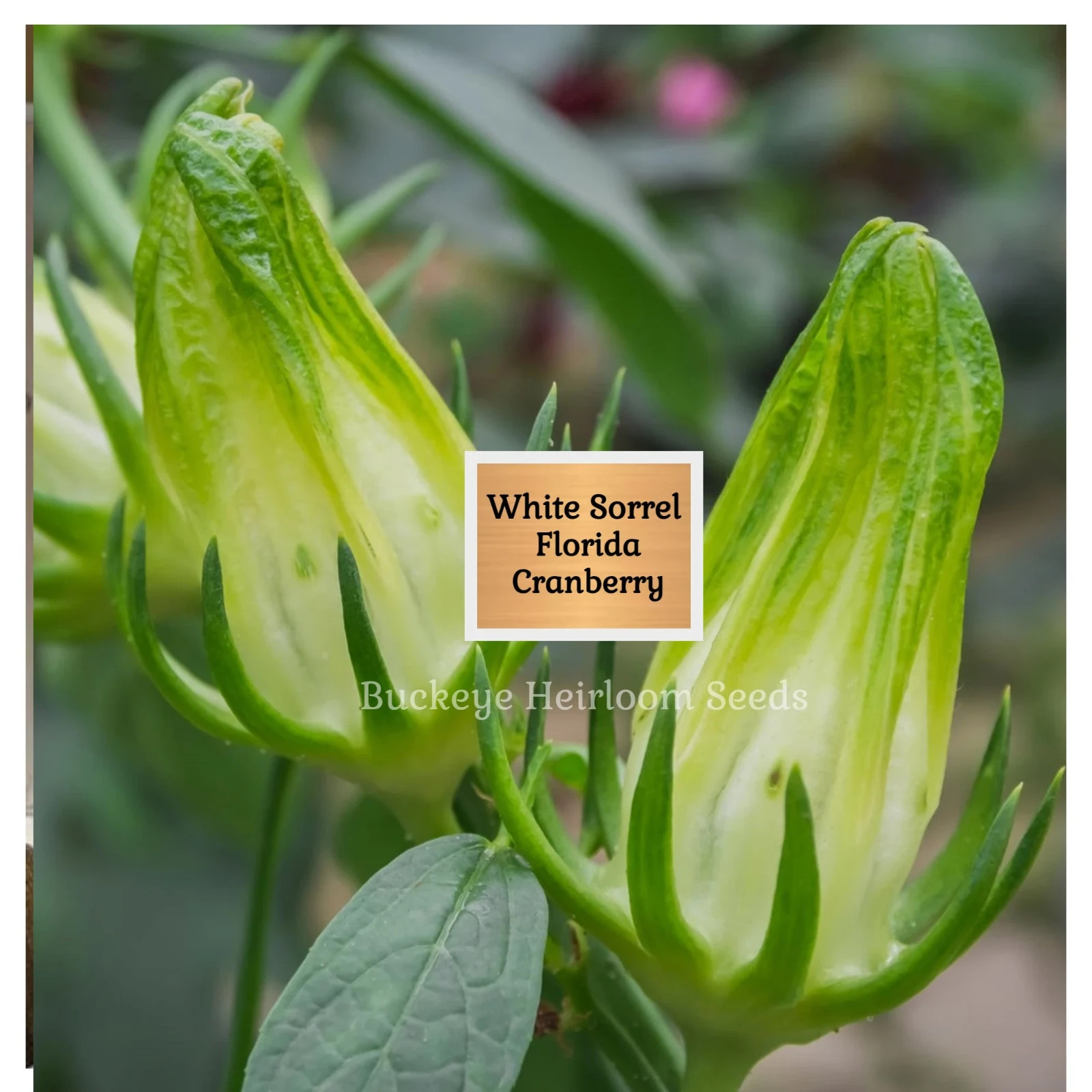 'White' Roselle Seeds | 25 Seeds | Florida Cranberry | Hibiscus sabdariffa Seeds gallery
