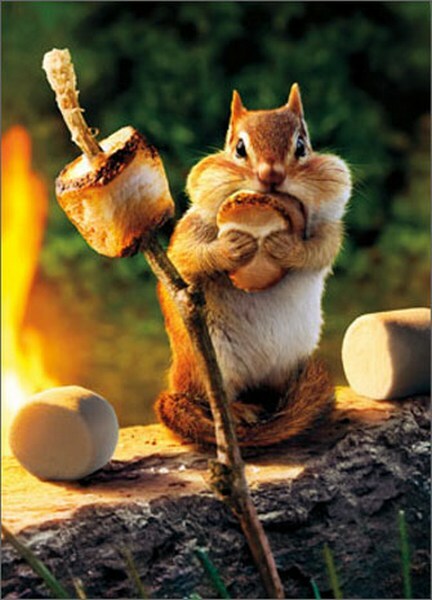 Chipmunk Roasts Marshmallow Funny Birthday Card - Greeting Card by Avanti Press