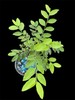 Moringa Oleifera Miracle Tree 8–12” Live Rhizome Cutting Organic Superfood Plant gallery