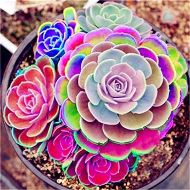 100pcs Mixed Rare Mini Succulent Seeds, Mult-Color Indoor/Outdoor Plant gallery