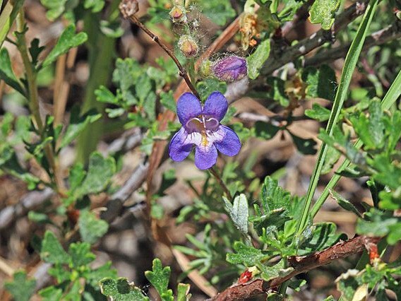 Penstemon abietinus | Fir-leaf Beardtongue | 10 Seeds gallery