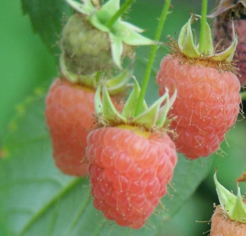 5 Raspberry Plants "Double Gold" Everbearing (5 Dormant Bare Root Canes)Zone 5-8 gallery