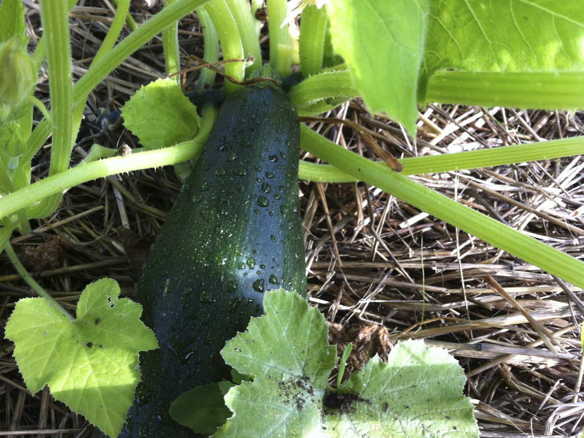 Black Beauty Zucchini Seeds, Summer Squash, NON-GMO, Courgette, FREE SHIPPING gallery