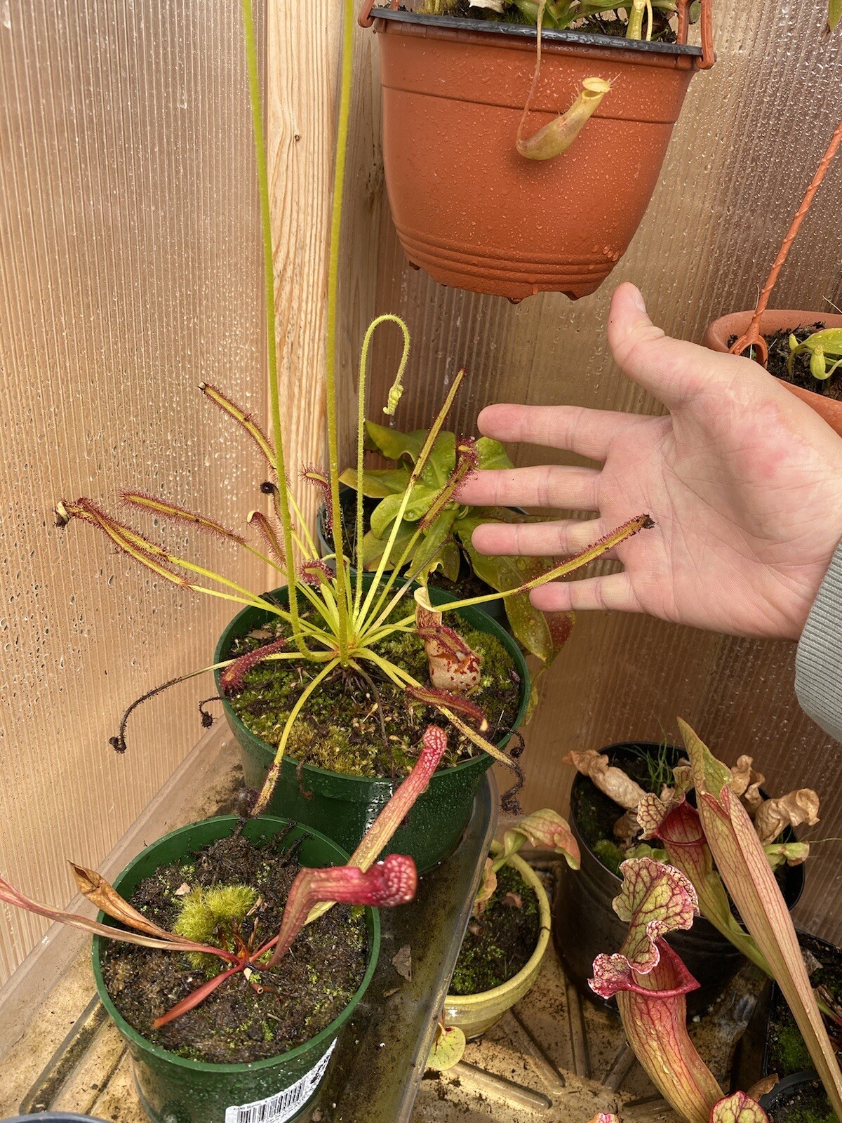 Medium (3-4in) Carnivorous Cape Sundew (Drosera capensis) gets rid of bugs! gallery