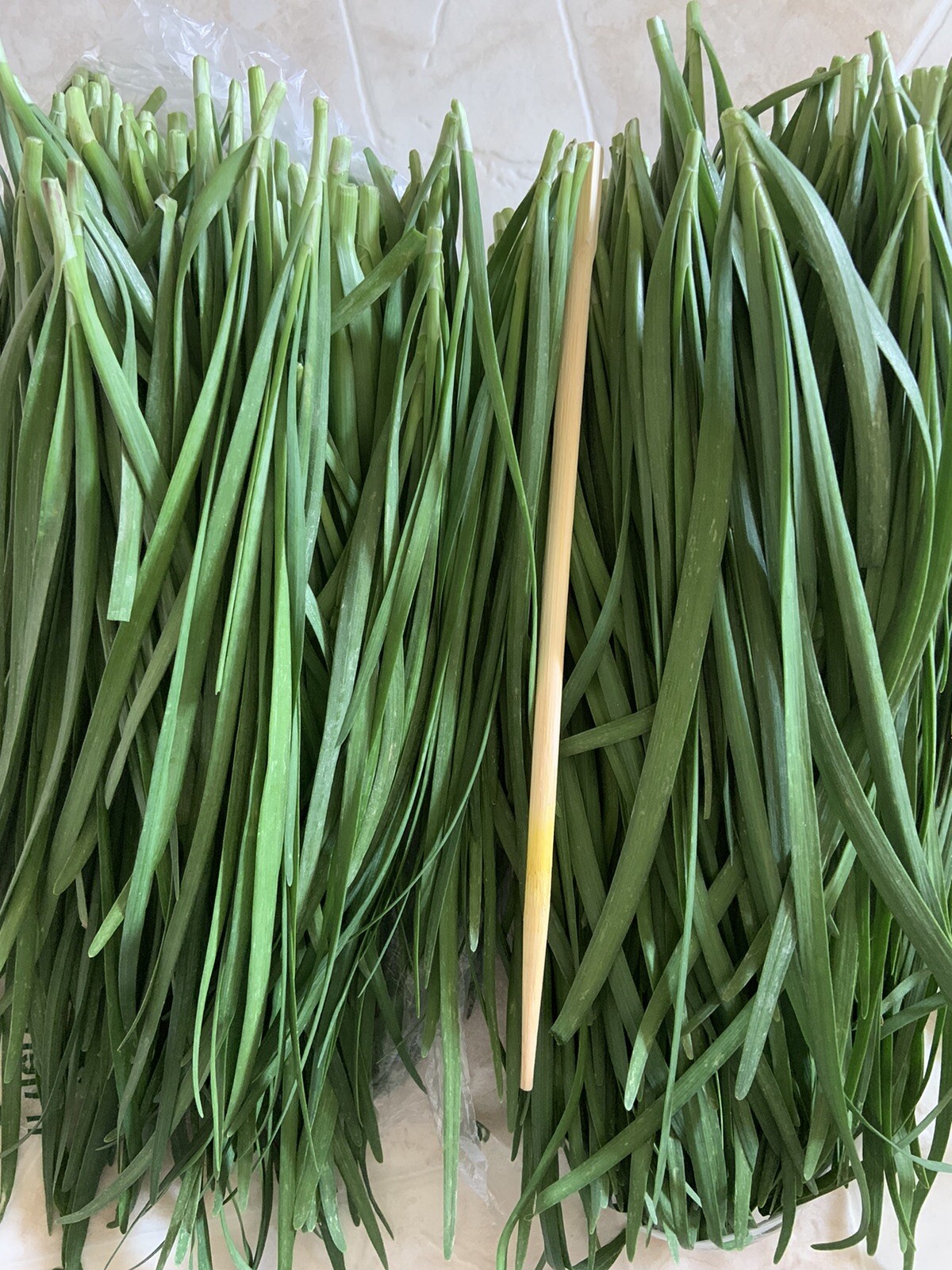 Garlic Chives 韭菜根 40 Live Plant Bare Root Hardy Perennial Herb Organic NON-GMO gallery