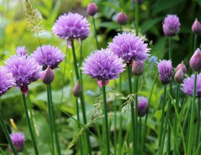 150 CHIVE / CHIVES HERB SEEDS ~ heirloomseedguy ~ 2026 ~ NON-GMO gallery