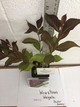 WINE & ROSES® Reblooming Weigela PP#10772 gallery