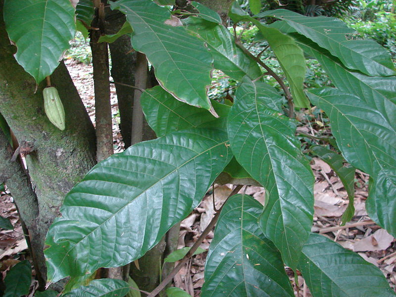 Cocoa Leaves| Ceylon, Dried Leaf| Chocolate, Theobroma Cacao| 100% Pure, Organic gallery
