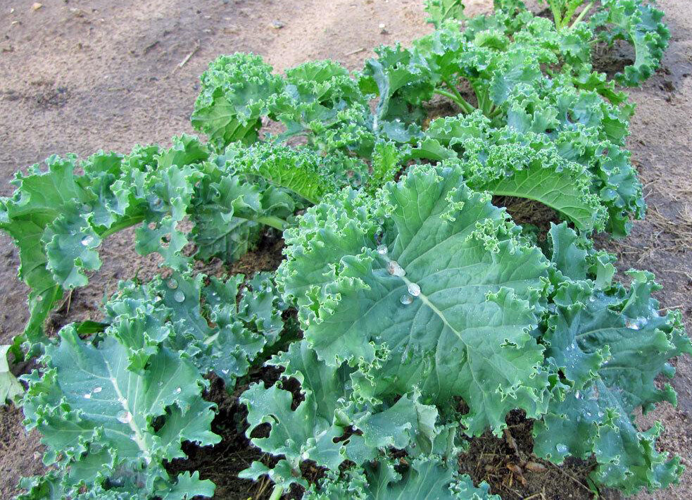 200+ Kale Seeds Dwarf Blue Curled Scotch Kale Vate Blue Curled Kale USA gallery