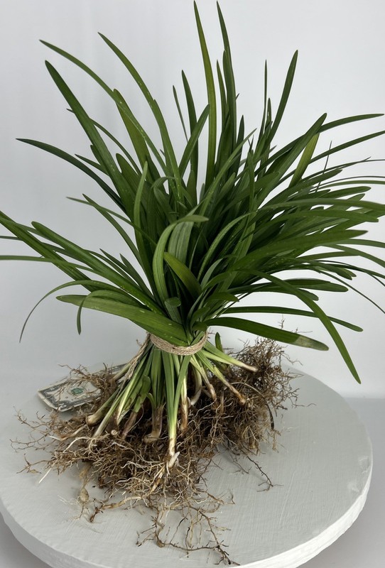 Liriope 20 Pieces Bare Root Purple Flowering Grass Plants Full Sun Or Shade! gallery