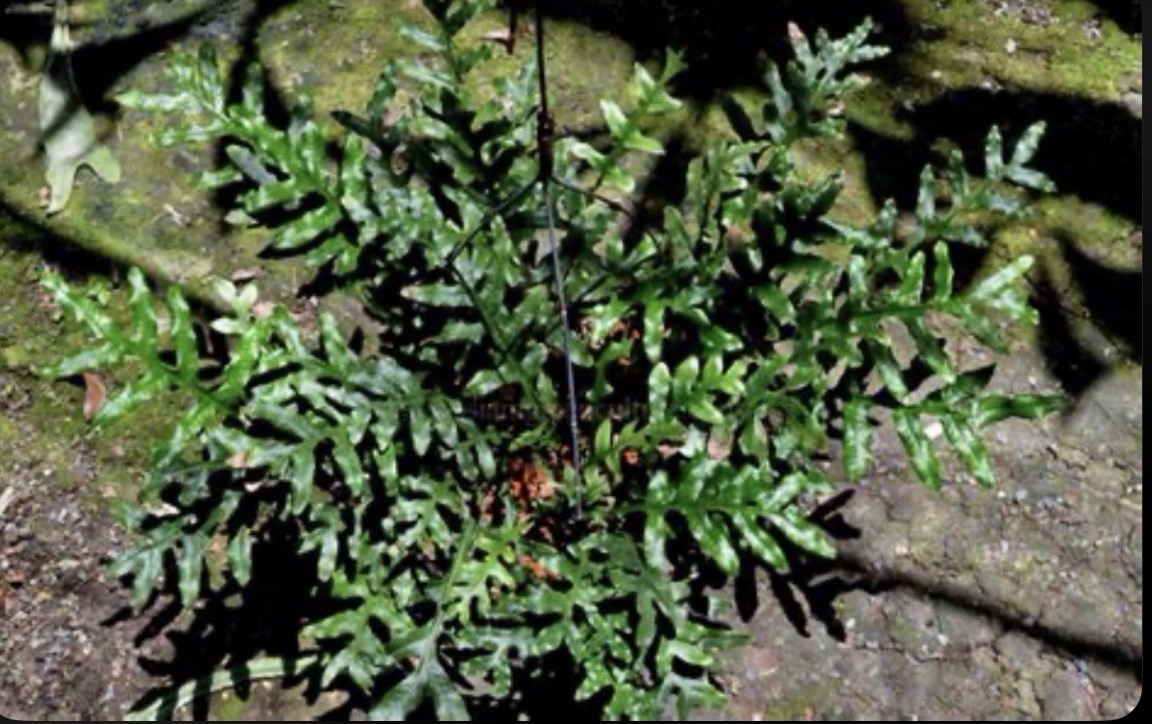 DRYNARIA BONII ‘dark form’ Rare Tropical Fern PLANT not Staghorn Platycerium gallery