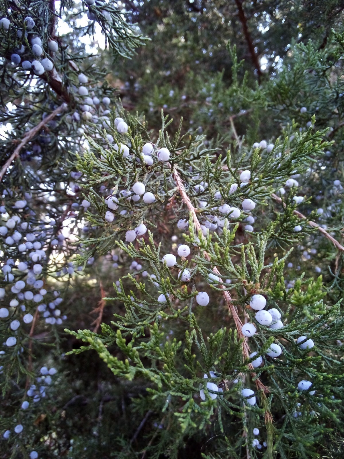 30 SEEDS EASTERN RED CEDAR gallery