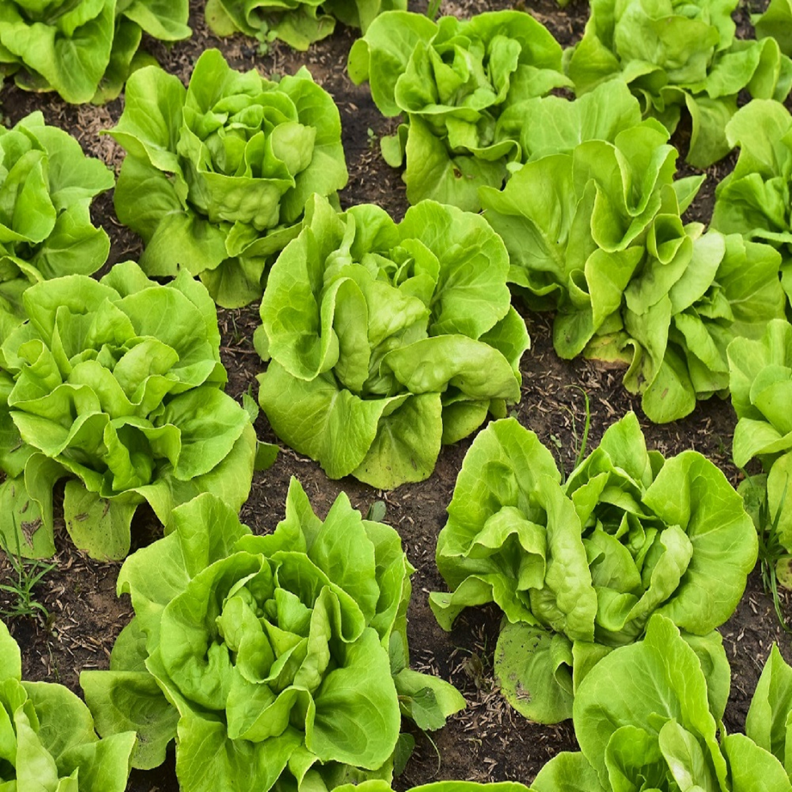 Lettuce Seeds - High Yield Heirloom Non-GMO, Free Shipping, Buttercrunch Variety gallery