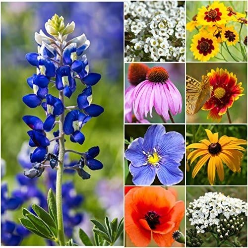 Texas Oklahoma Region Wildflower Seeds 2 Ounce 30,000+ Seeds 22 Species gallery