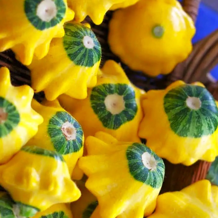 Yellow and Green Bicolor Patty Pan (Bush Scallop Squash) Seeds - 2025 Planting gallery