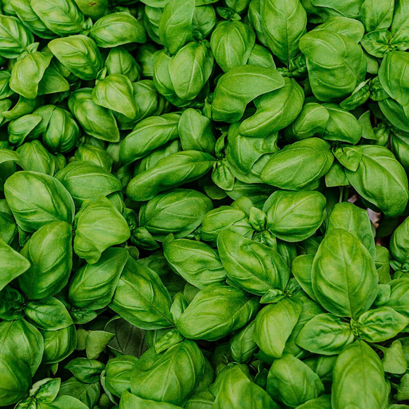 Fresh Italian Large Leaf Basil | Heirloom Non-GMO | Herb Seeds gallery