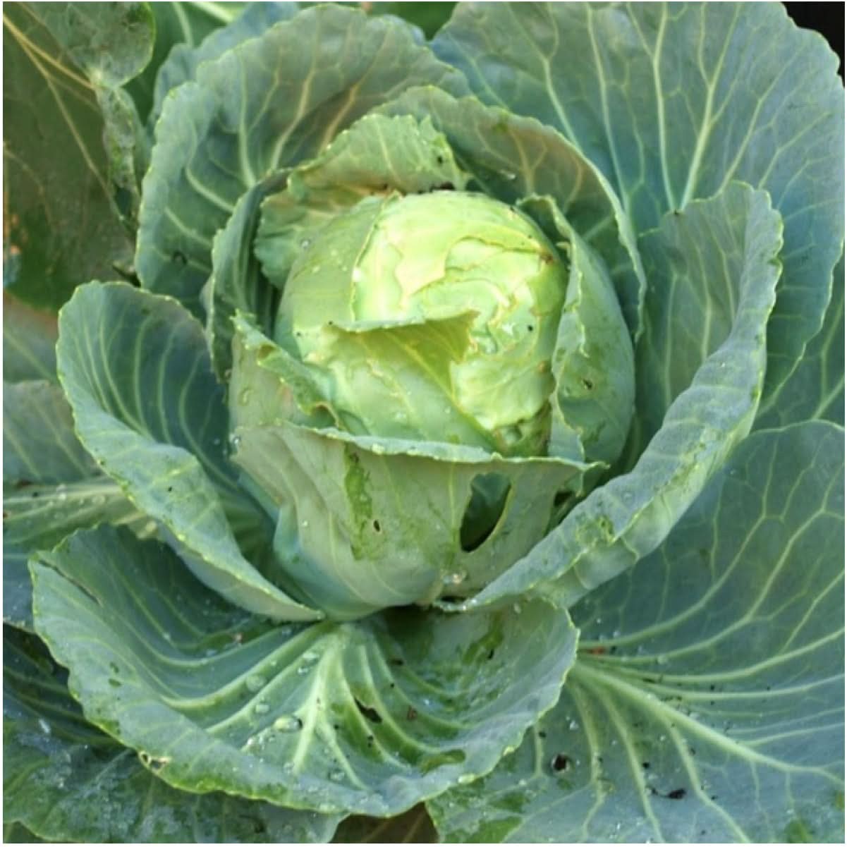 Golden Acre Cabbage Seeds For Planting (Brassica oleracea) gallery