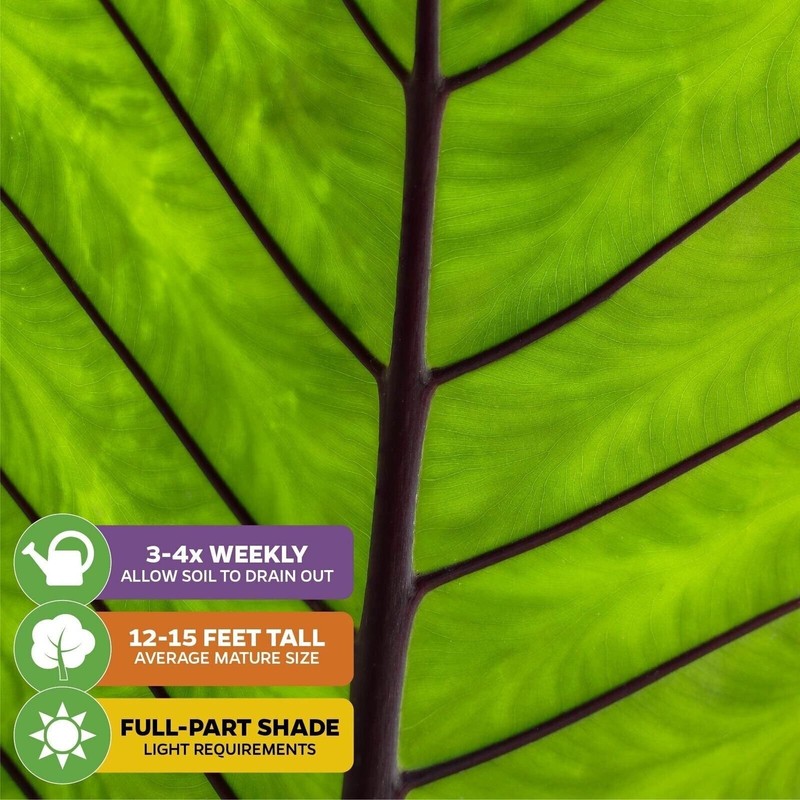 Black Stem Elephant Ear - Alocasia macrorrhiza - Live Plant gallery