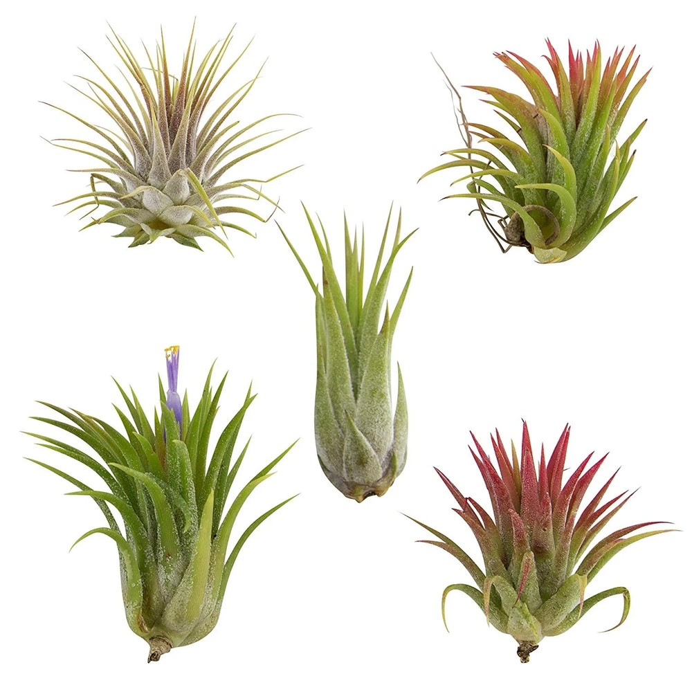 5 Pack Assorted Ionantha Color Changing Air Plants