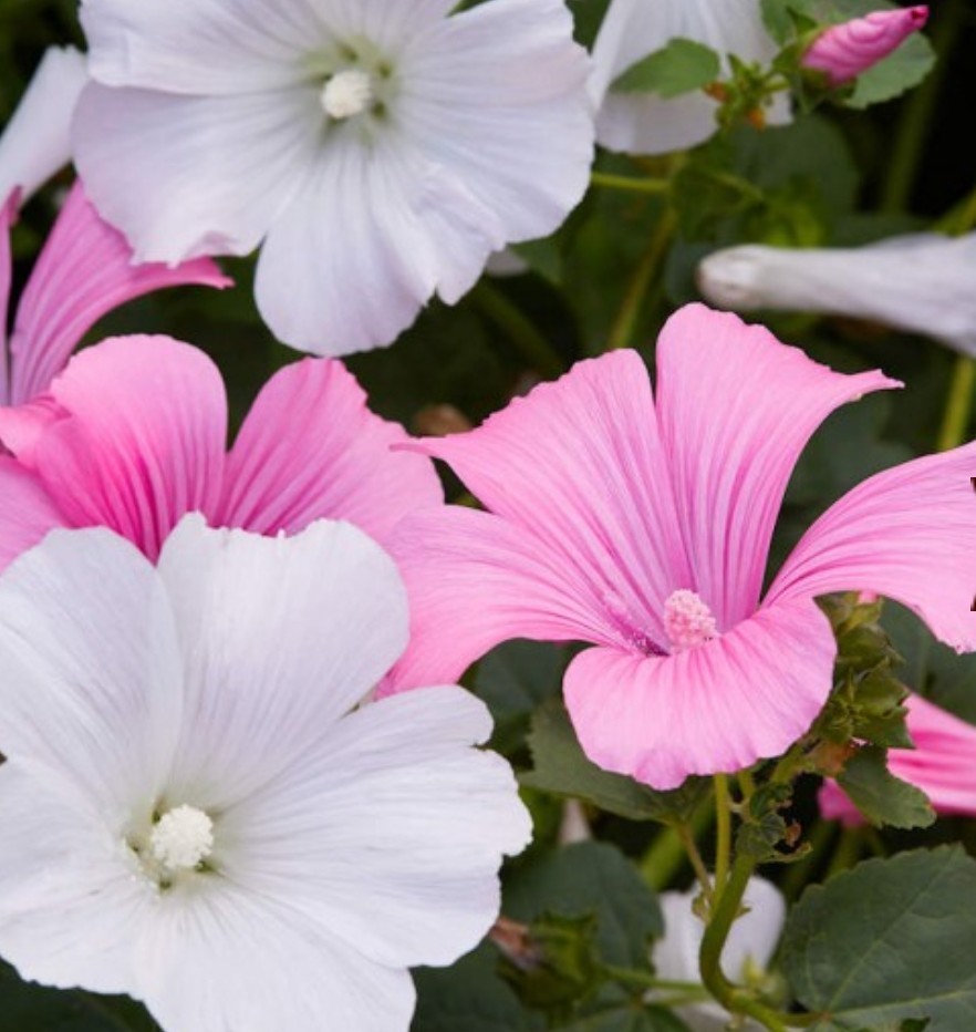 150+ Tree Mallow Seeds **Fresh Seeds** ~~Free Shipping~~ gallery
