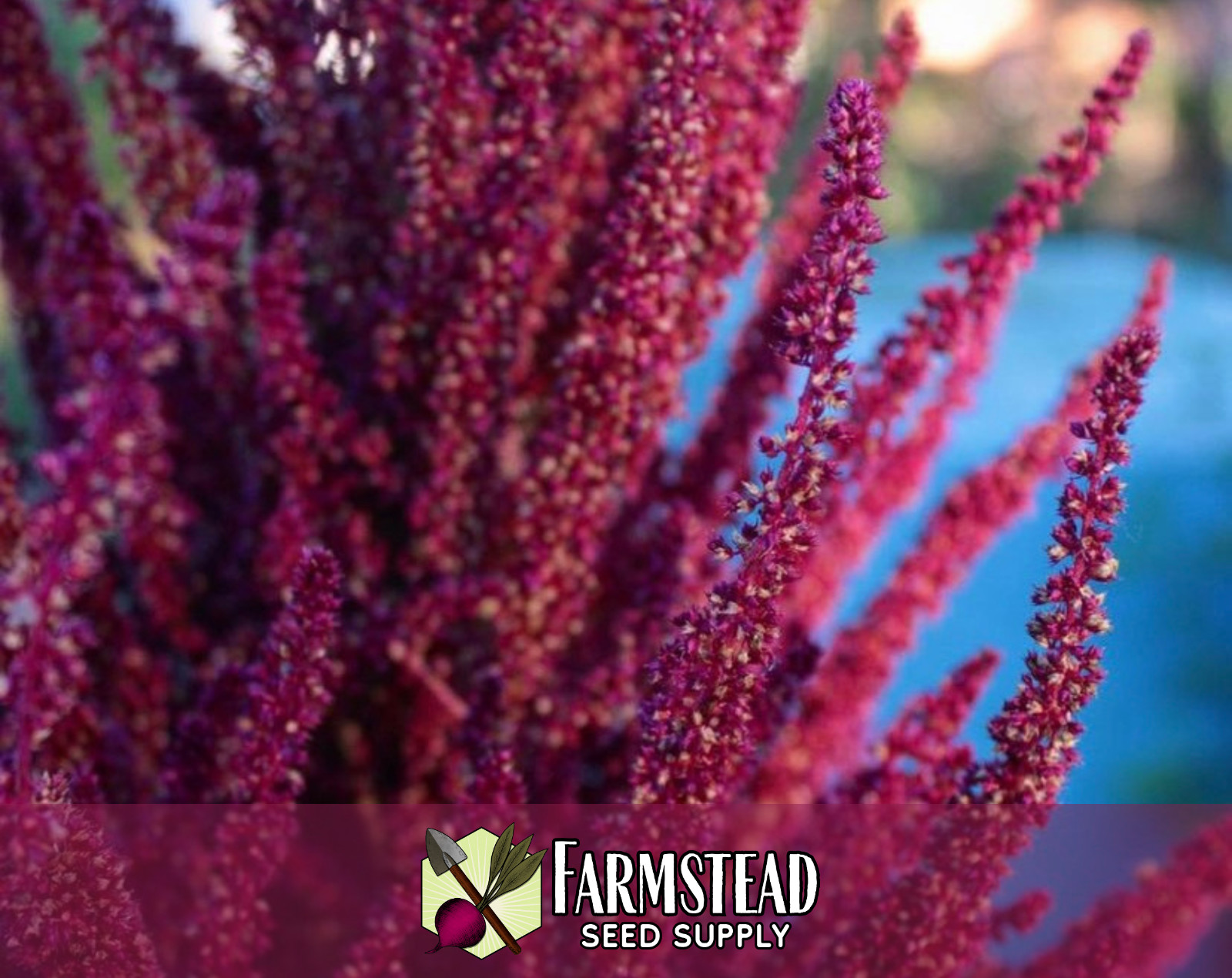 5,000+ Amaranth Seeds [Red Garnet] Gardening Seed Packet, Heirloom, Non-GMO gallery