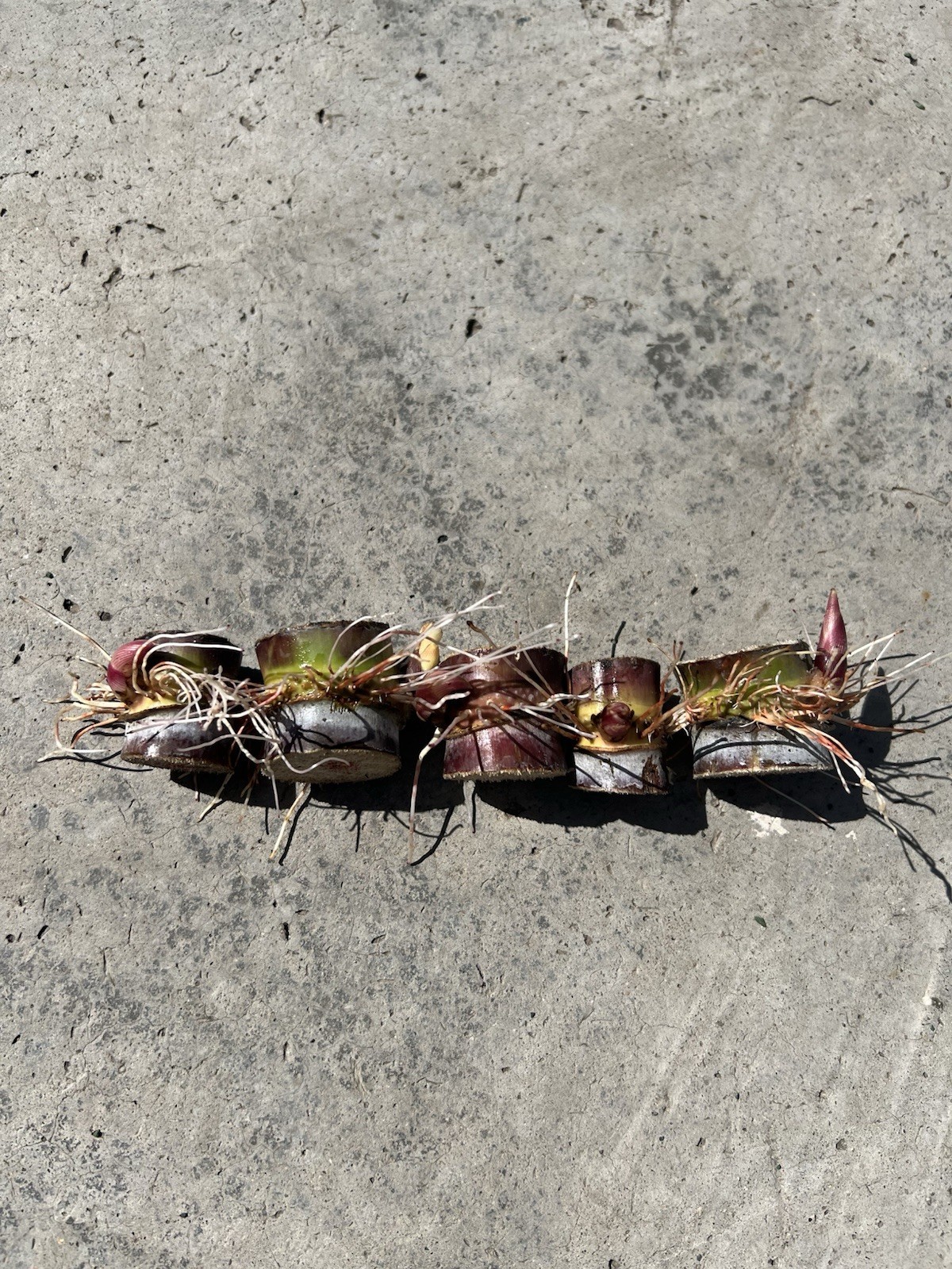 5pcs Rooted Dark Purple Green Sugarcane Cutting Sweet Juicy Ready To Plant gallery