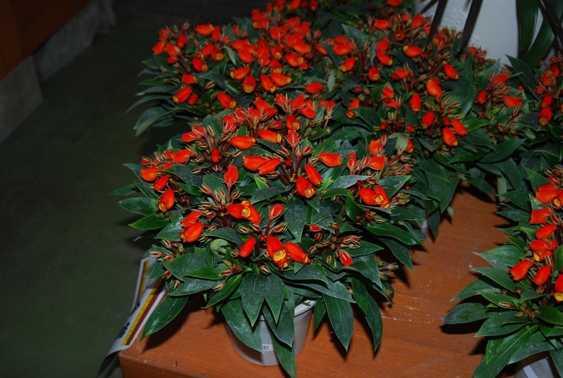 **BOLIVIAN SUNSET**Gloxinia Sylvatica Plant**ATTRACTS HUMMINGBIRDS & BUTTERFLIES gallery
