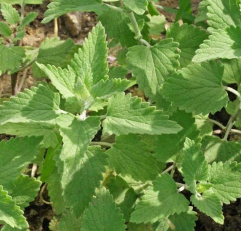 1000+ Catnip Seeds **Fresh Seeds** ~~Free Shipping~~ gallery