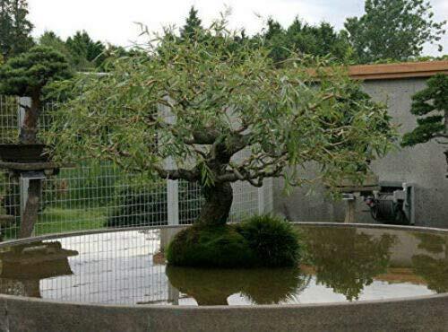 Bonsai Tree Dragon Willow - Thick Trunk Cutting - Indoor/Outdoor Live Bonsai gallery