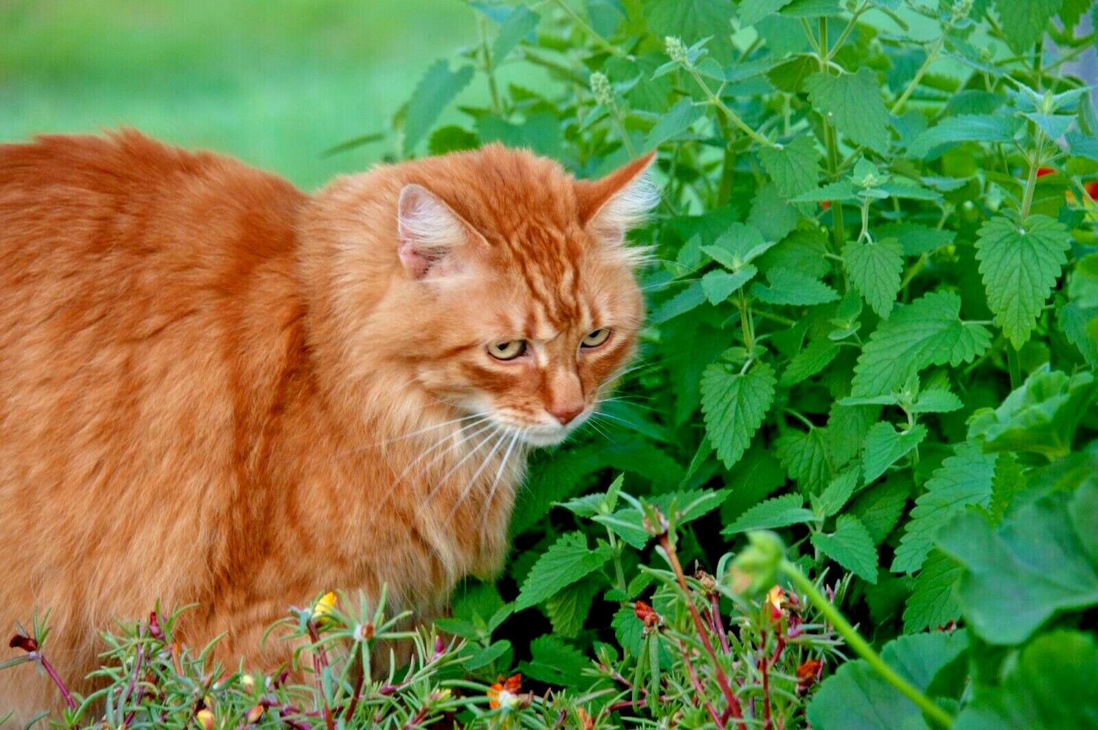 1000+ CATNIP SEEDS PERENNIAL SPRING MOSQUITO BUG REPELLING NON-GMO HEIRLOOM HERB gallery