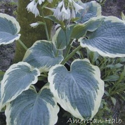 hosta AMERICAN HALO large blue wavy edge new big 2.5" pot = 1 Live Potted Plant gallery