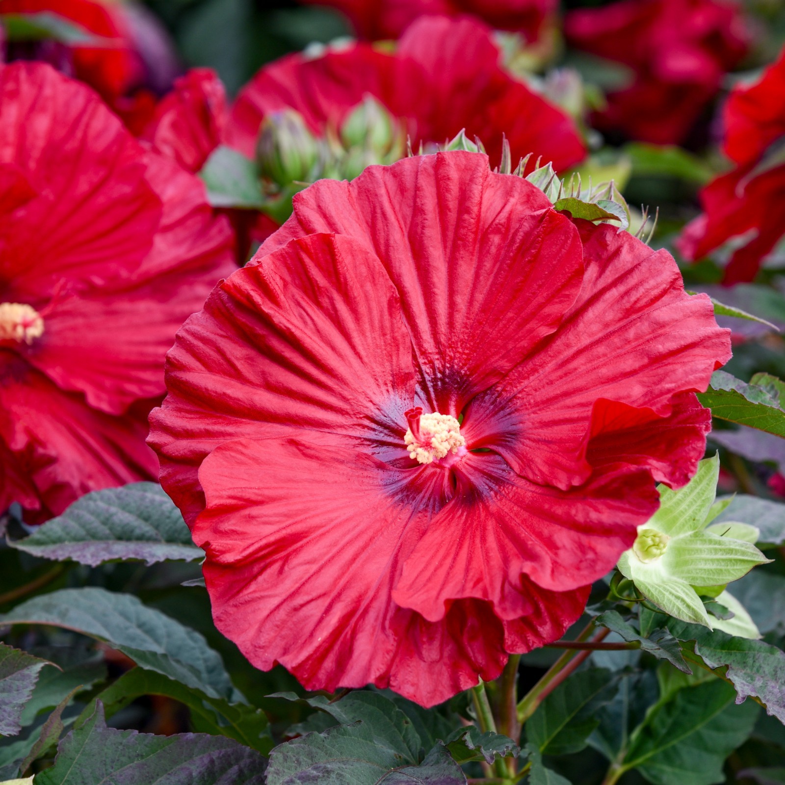 bush hibiscus GARNET GLOBES new flower hardy 2.5" pot = 1 Live Potted Plant gallery