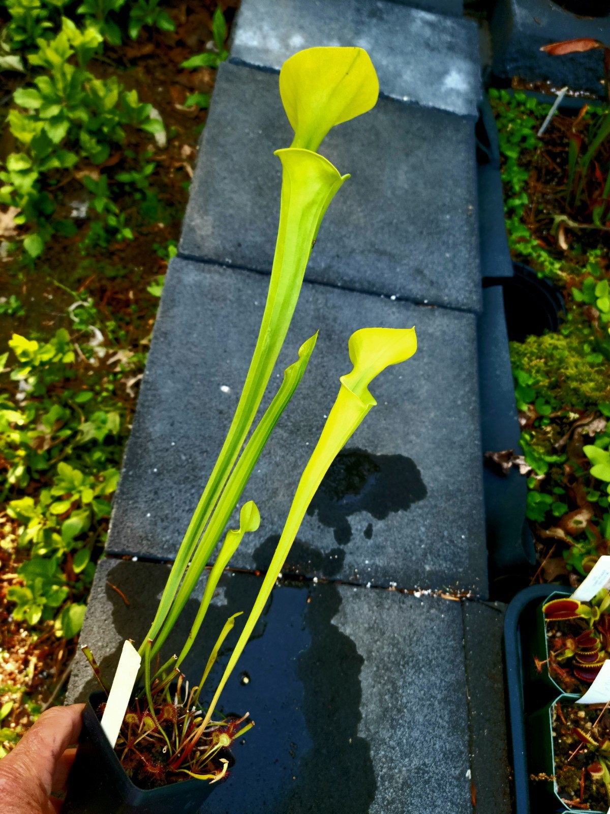Sarracenia Flava Maxima Defuniak Springs X Flava Addison Bog VA gallery