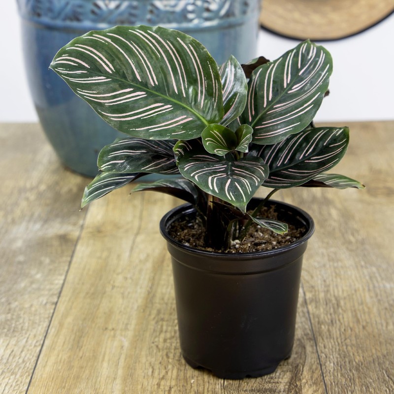 Pet Safe Live Calathea Plants - 4 Pack Air Purifying Indoor Mix in 4.25" Pots gallery