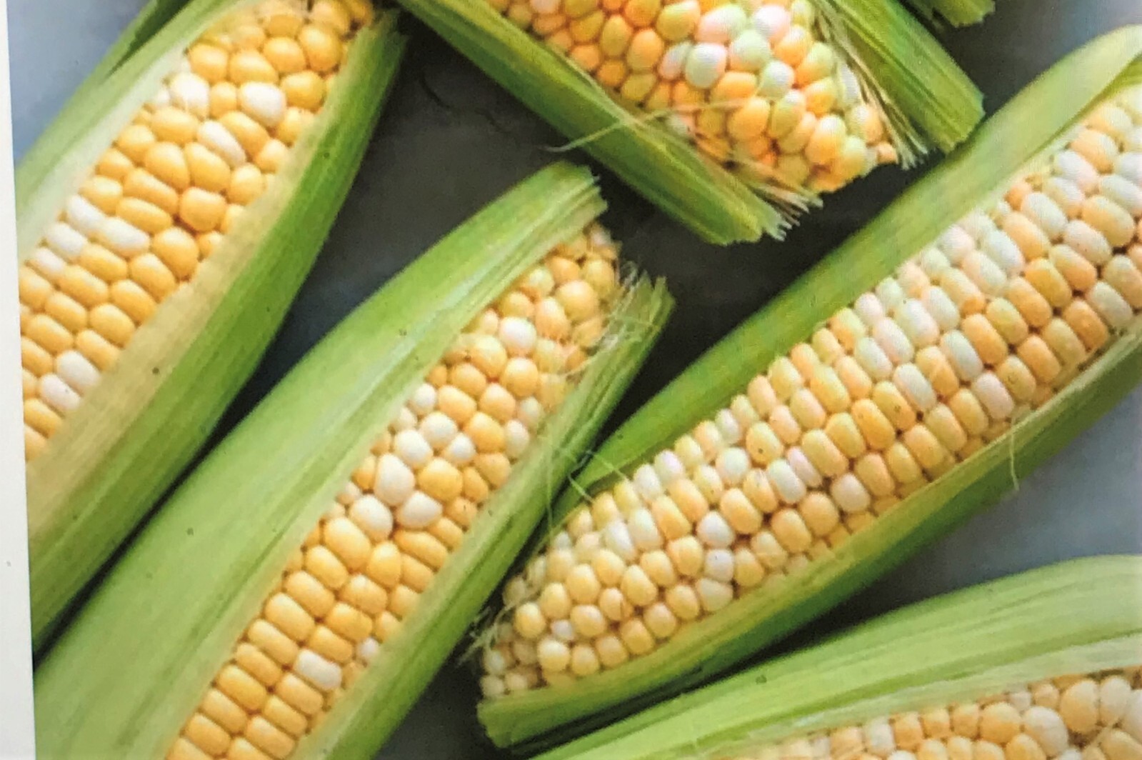 G90 Delicious Hybrid Sweet Corn Seed Bicolor Treated 350 Seeds, 4oz. 95% Germ. gallery