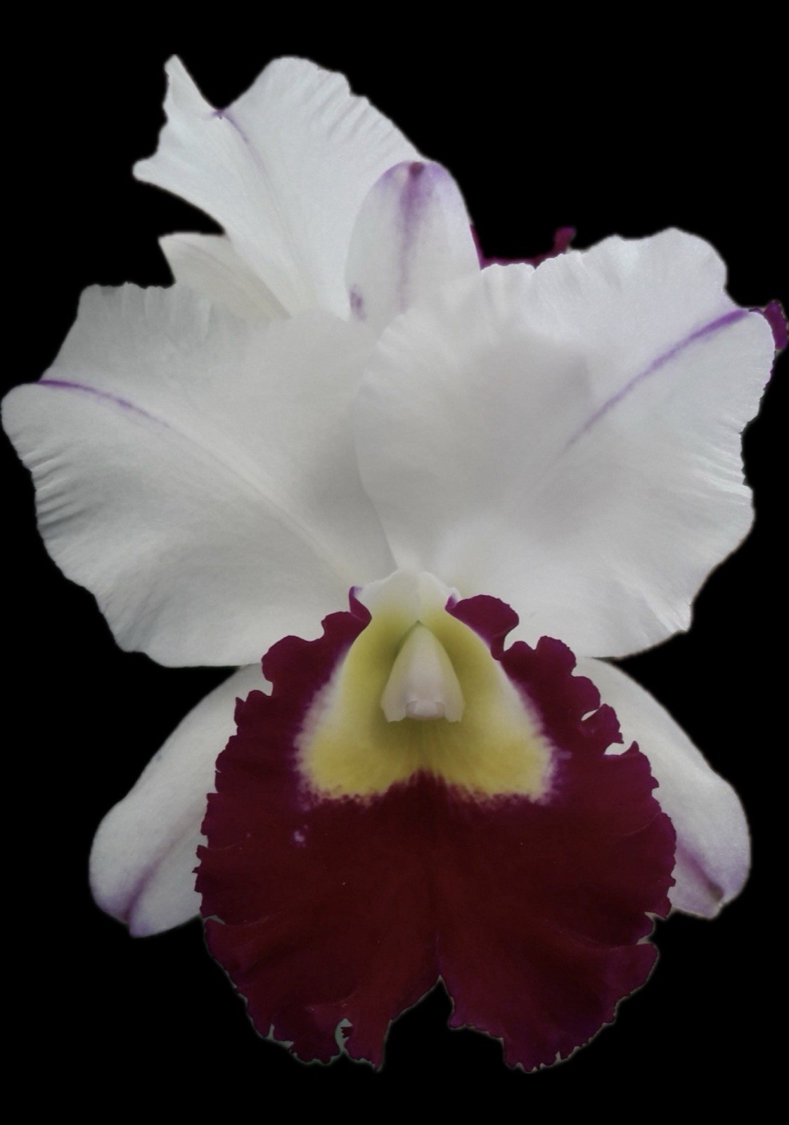 Blc. Shirley Byrnes 'NN' Cattleya Blooming Size 4” FRAGRANT gallery