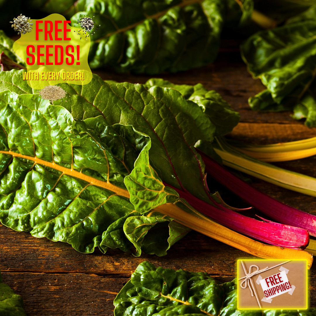 Fresh Premium Rainbow Swiss Chard Seeds | Heirloom Non-GMO | Vegetable Seeds gallery