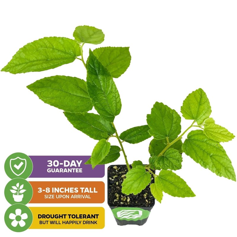 Red Jamaican Cherry (Strawberry Tree) - Muntingia calabura - Live Plant gallery