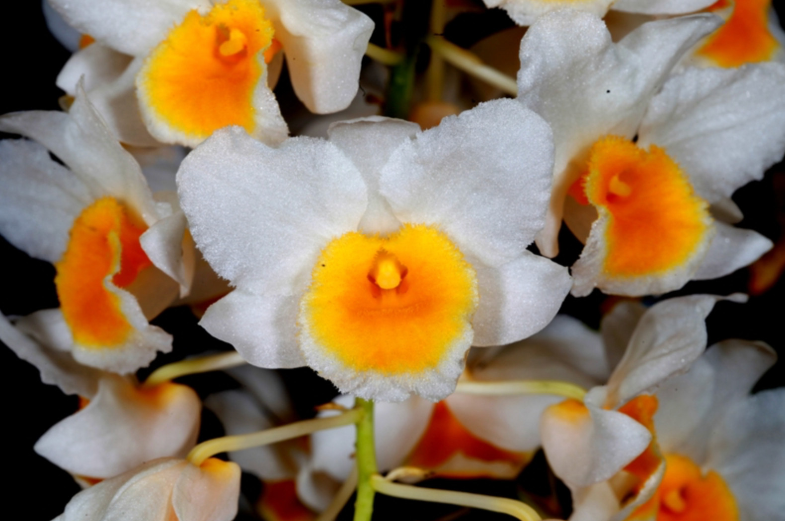 Dendrobium farmeri NBS plant gallery